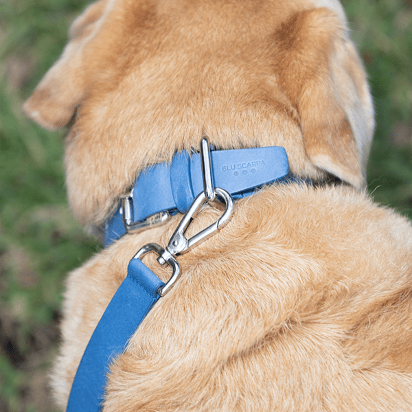 La Dog Collar - BluScarpa