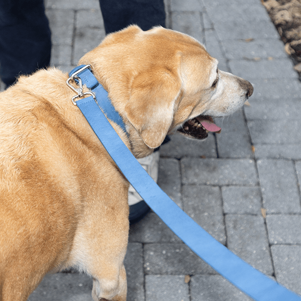 La Dog Leash - BluScarpa